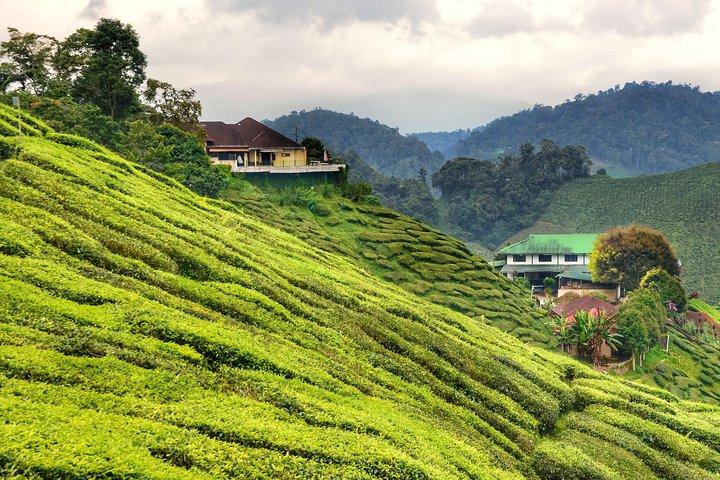 Cameron Highlands Fascinating Day Trip