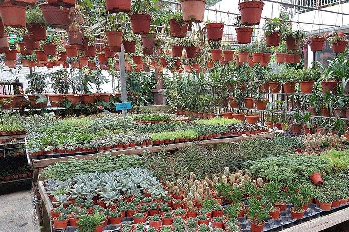 Cameron Highlands Fascinating Day Trip