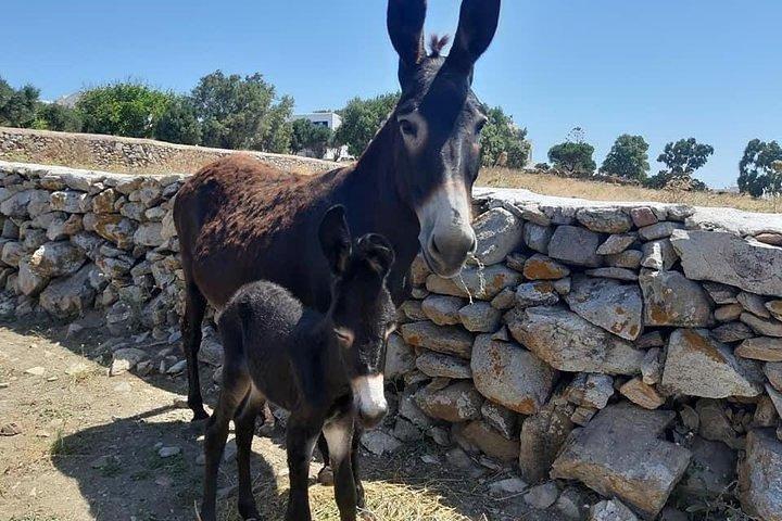 Traditional Barbecue Experience at Traditional Farm in Mykonos