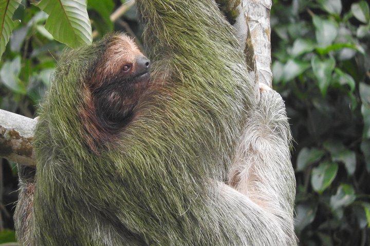 Excellent Wildlife Tour in Bijagua de Upala
