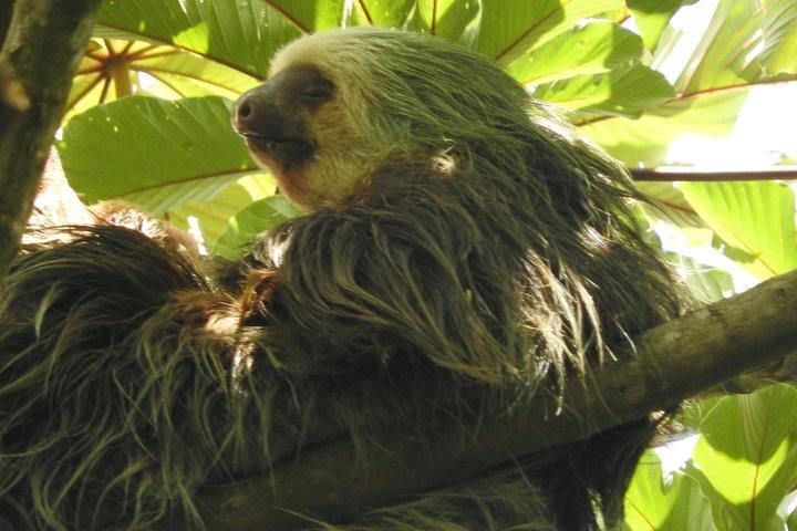 Excellent Wildlife Tour in Bijagua de Upala