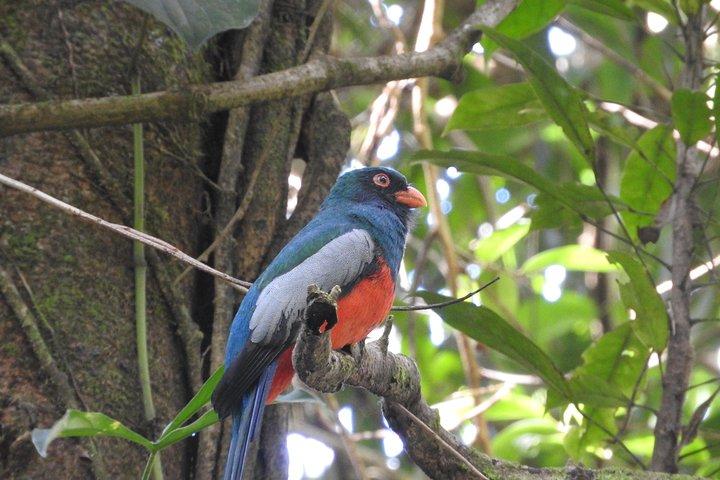 Excellent Wildlife Tour in Bijagua de Upala