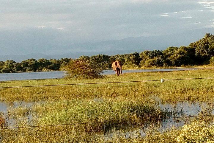 Udawalawe Safari Tour - Hotel Pick-up and Transfers Including