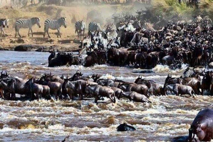 8 Days Great Wildebeest Migration - Mara River Crossing