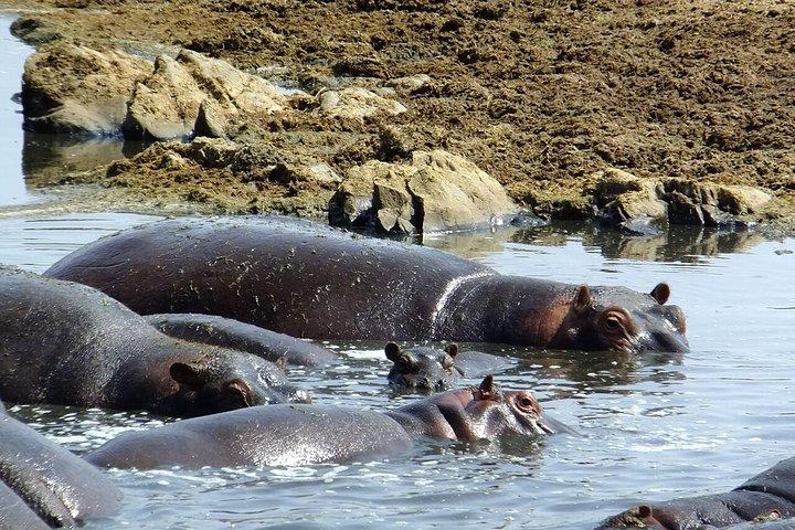 8 Days Great Wildebeest Migration - Mara River Crossing