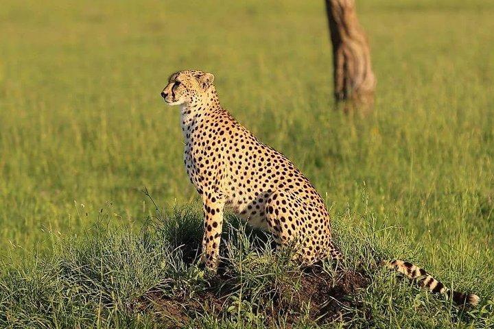 3 days Tarangire, Lake Manyara and Ngorongoro