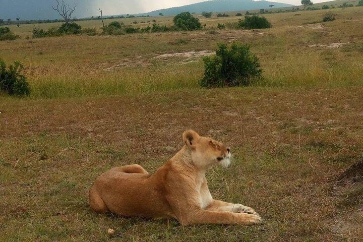 7 Days Best of Wildlife Guided Safari in Kenya