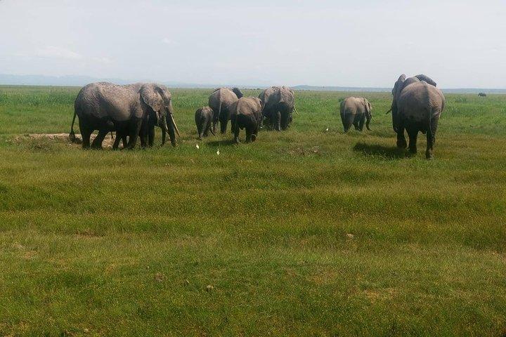 7 Days Best of Wildlife Guided Safari in Kenya