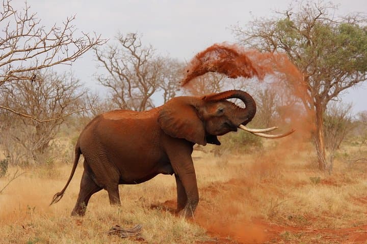 2 Days Tsavo West Safari Adventure Nairobi Kenya !