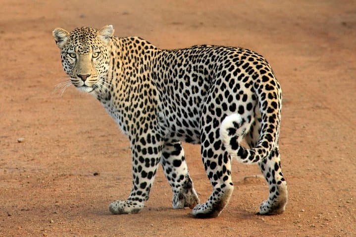 2 Days Tsavo West Safari Adventure Nairobi Kenya !
