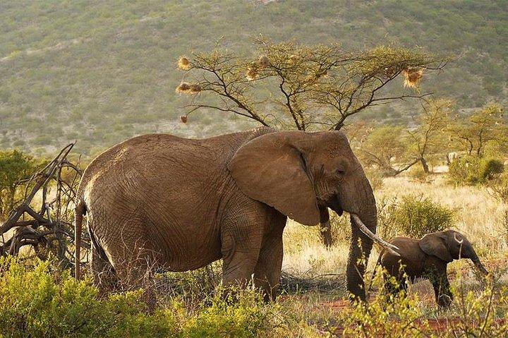 6 Days Samburu, Olpejeta, Nakuru and Naivasha Safari