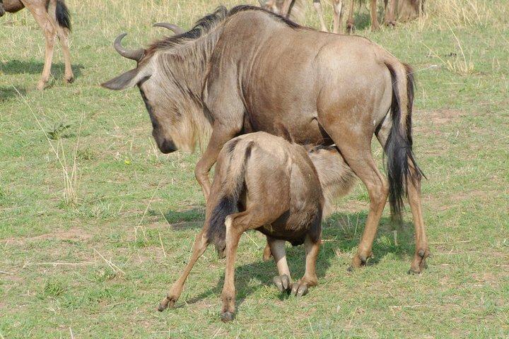 6 Days Kenya Allround Safari