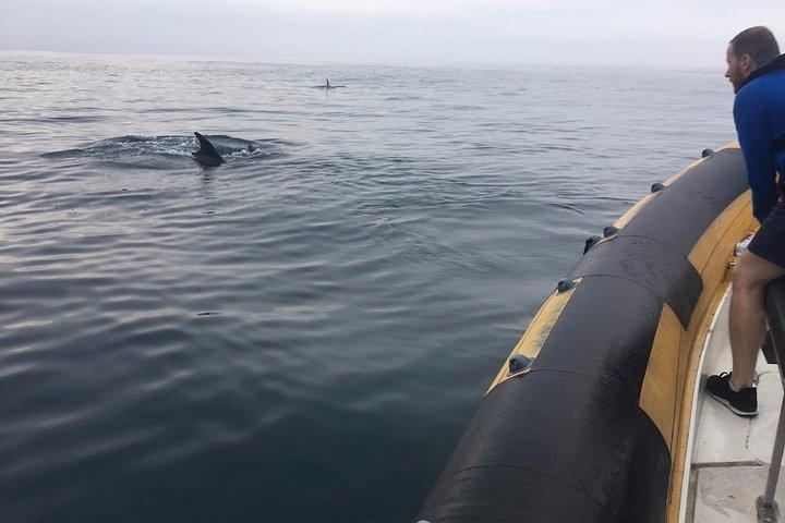 Dolphin Route