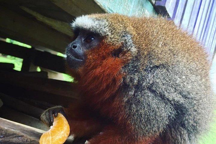 Monkey Island,Amazon River & Native Aquatic Species - All tickets