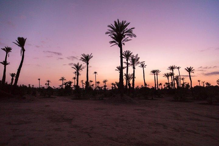 Sunset Camel Ride in the Palm Groves of Marrakech