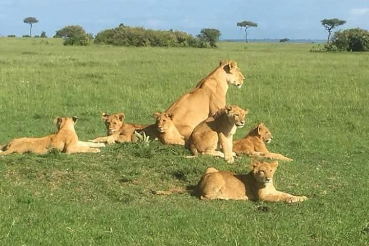 Big Cat Exclusive Safari