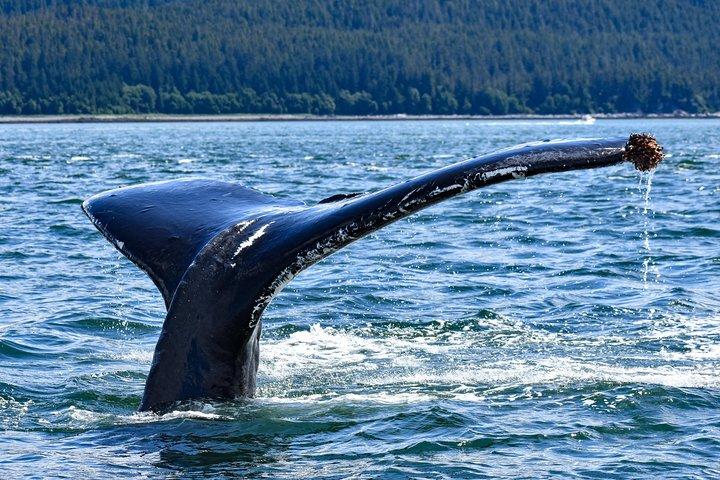 Juneau Lighthouse Tours - Whale watching & Lighthouse Combo