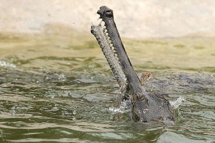 8 Days Nepal Tour (Kathmandu, Pokhara, and Chitwan Tour)
