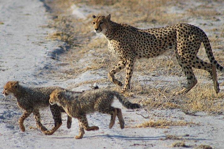 3 Day Central Kalahari Game Reserve Safari Tour