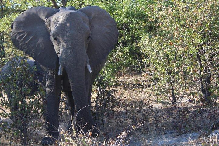 Moremi One Day Game Drive Safari
