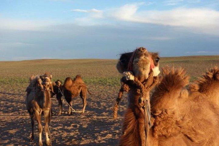 7 days Central Mongolia and Great Gobi