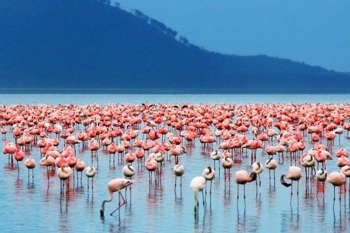 3 Day Bird Watching Safari : Lake Bogoria, Lake Naivasha & Lake Nakuru park