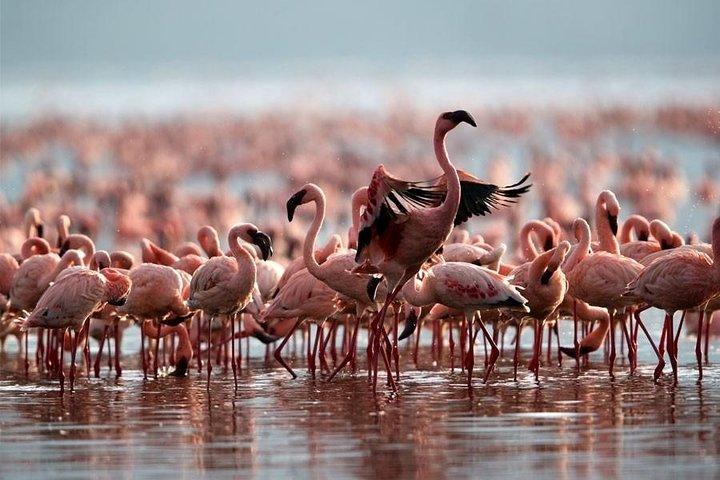 3 Day Bird Watching Safari : Lake Bogoria, Lake Naivasha & Lake Nakuru park