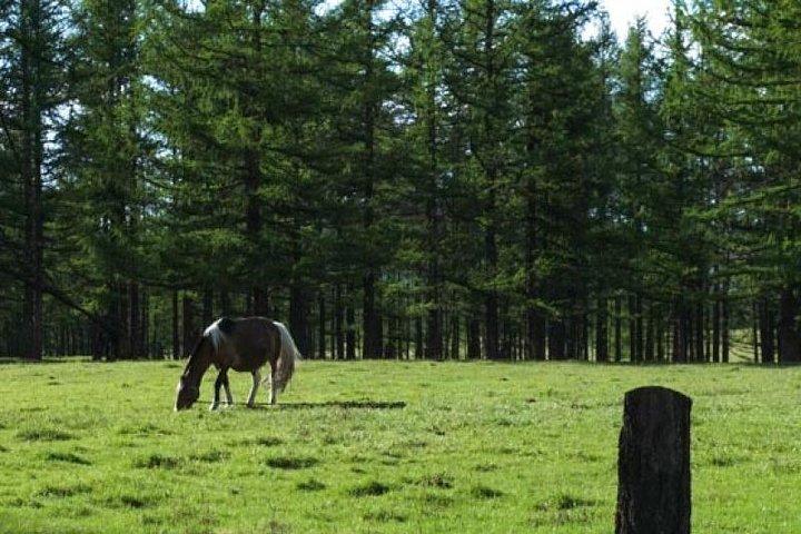 8 Days / 8 Lake area Central Mongolian horse trekking