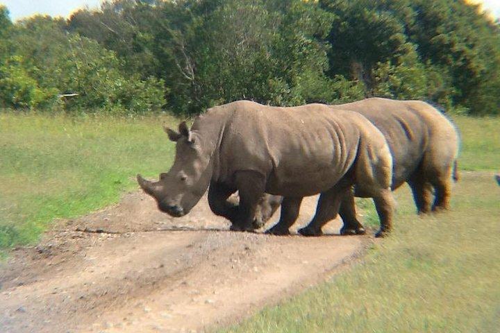 4 Days Maasai Mara & L. Nakuru N. Park