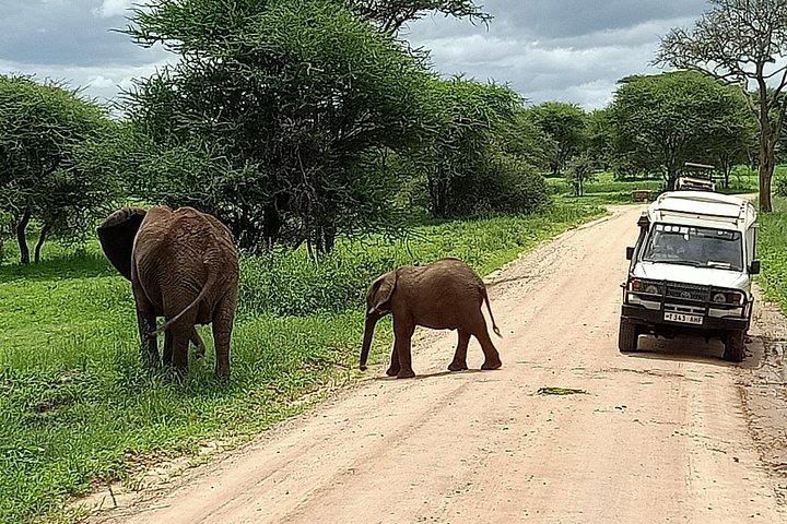 1-Day Tarangire National Park Tour