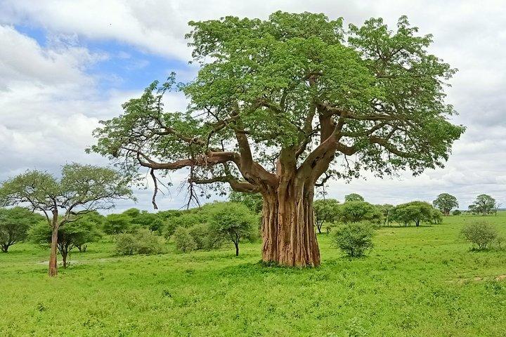 1-Day Tarangire National Park Tour