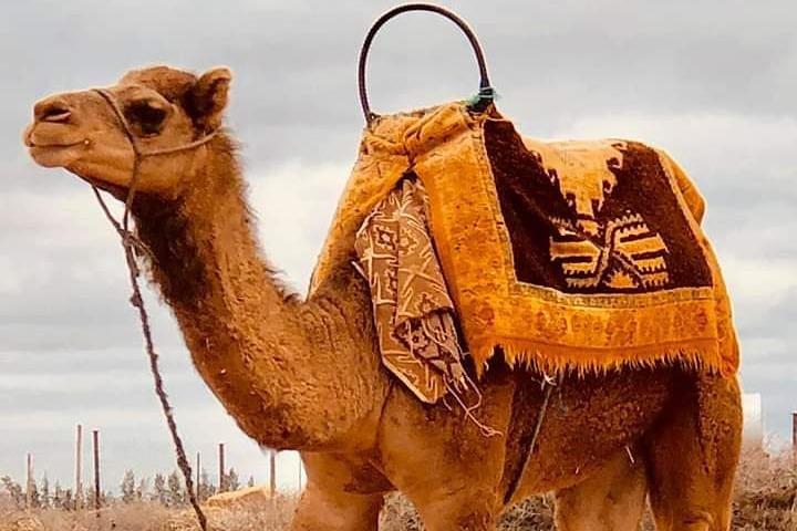 Atlas Mountains and Three Valleys & Waterfalls with Camel ride Guided Day Trip