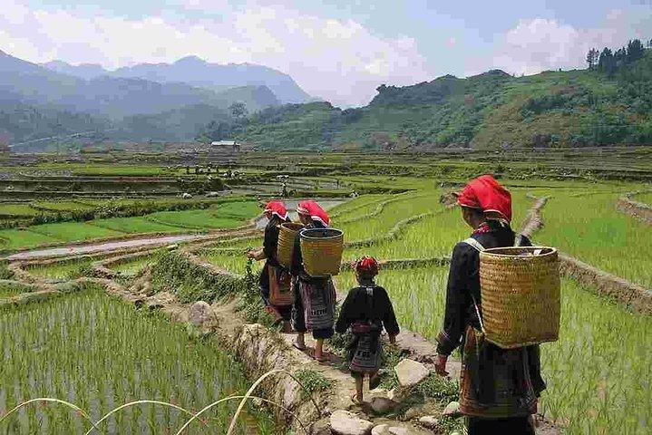 Sapa Private Car Tour - 1 Day Enjoy the Rice Terraced Fields