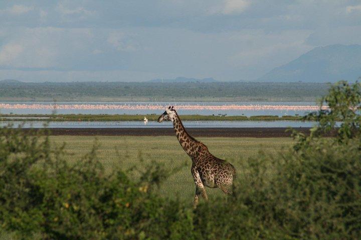 1-Day Lake Manyara Tour from Arusha