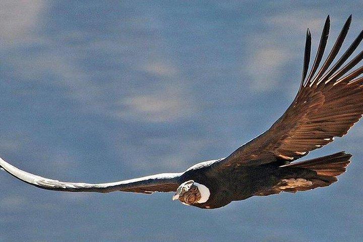 Private Colca Full-Day Tour from Arequipa