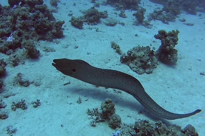 Second largest Barrier Reef Adventure