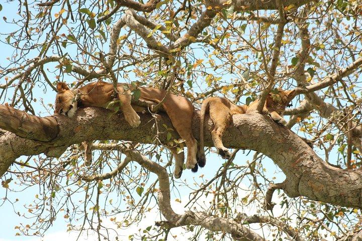 4 Day Gorillas, Wildlife and Chimpanzee Trek at Kibale