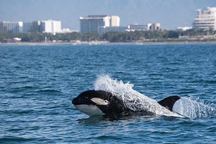 Whale and Dolphin Watching with a Biologist in Puerto Vallarta