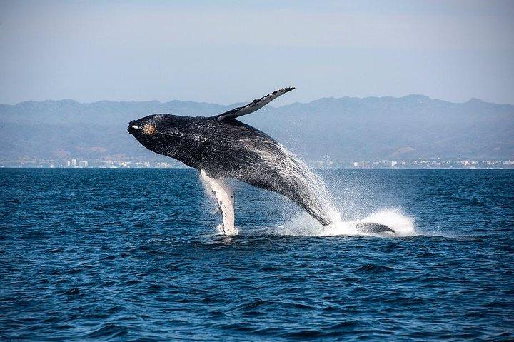 Whale and Dolphin Watching with a Biologist in Puerto Vallarta