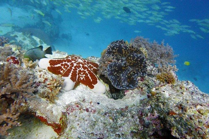 Experience the Magic of Mnemba: Half-Day Dolphin & Snorkeling