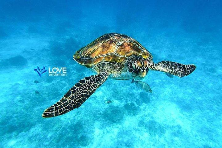Similan Islands Snorkeling Day Trip By Love Andaman From Phuket