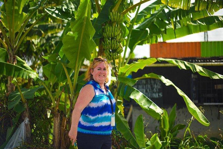 Mudbaths, Waterfall & Botanical Gardens Tour - All Inclusive