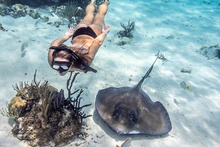 Starfish Point, Stingray City-Sandbar & Coral Gardens