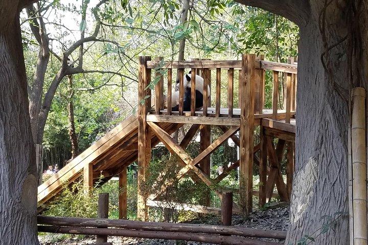 One Day Panda Keeper Volunteer in Dujiangyan