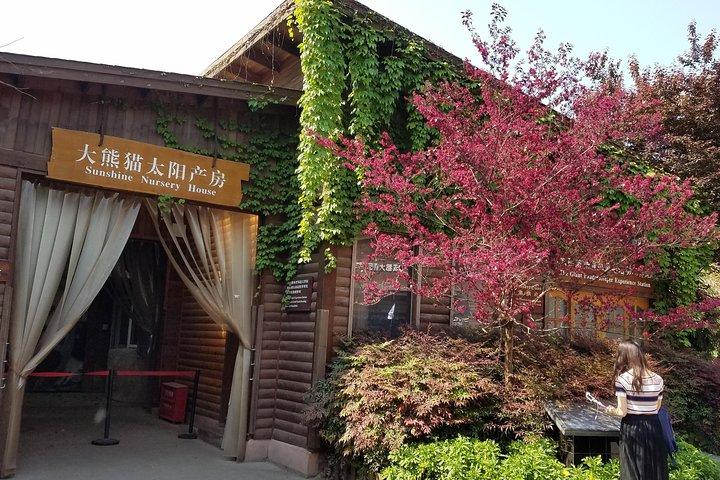 One Day Panda Keeper Volunteer in Dujiangyan