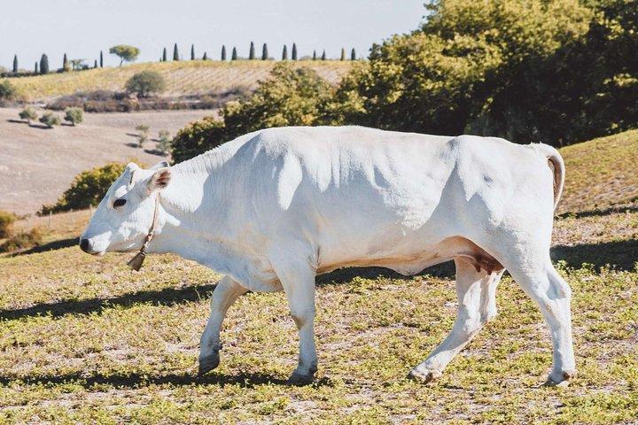 Chianina cattle Tour