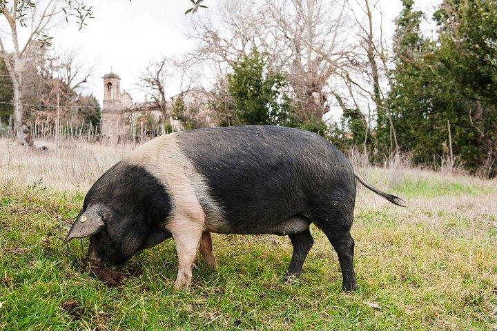 Farm Tour: the Cinta Senese Tuscan pig