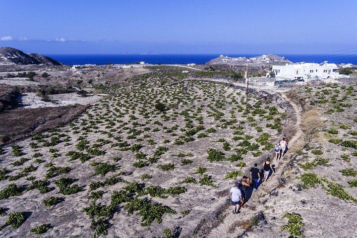 Santorini : Cooking Class & Easy Hike