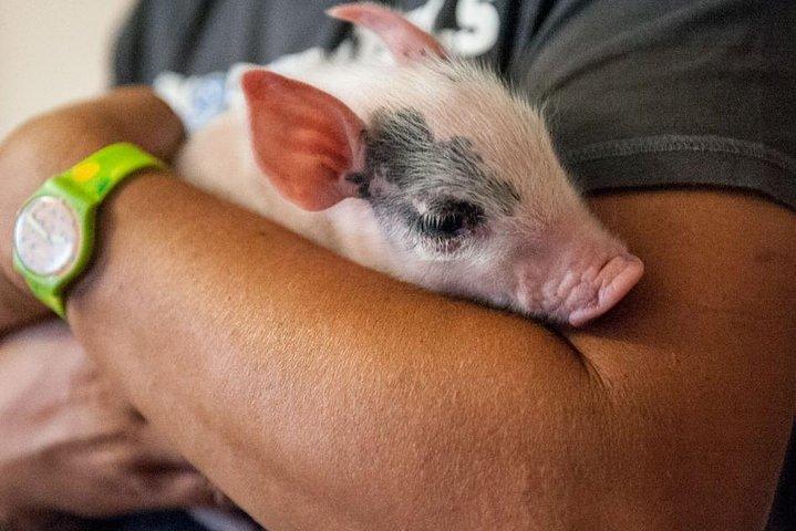 Farm Tour: the Cinta Senese Tuscan pig