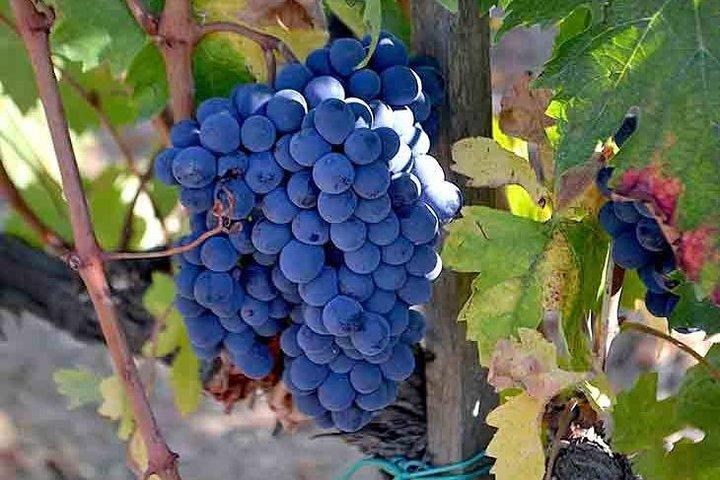 Small-Group Brunello Wine Tour of Montalcino from Florence